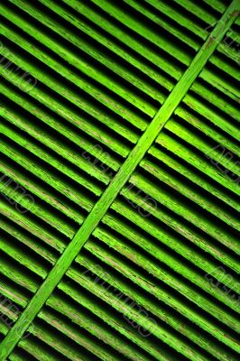 green shutter