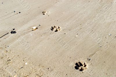 Traces on sand