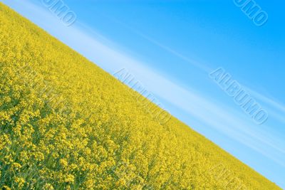 Field and the sky Field and the sky