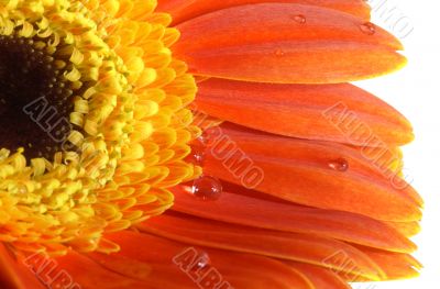 gerbera-daisy with a water drops