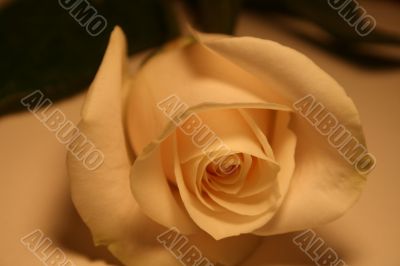 Beautiful White Rose