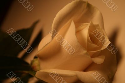 Beautiful White Rose