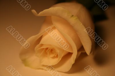 white rose