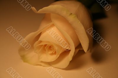 white rose