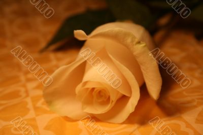 white rose
