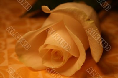 white rose