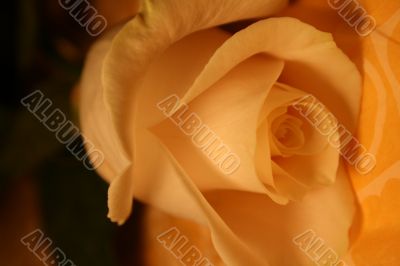 white rose