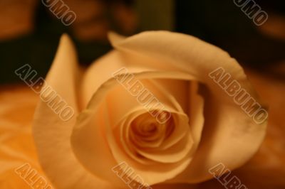 white rose