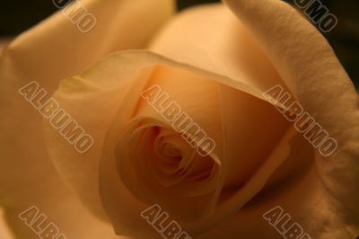 Valentine Rose