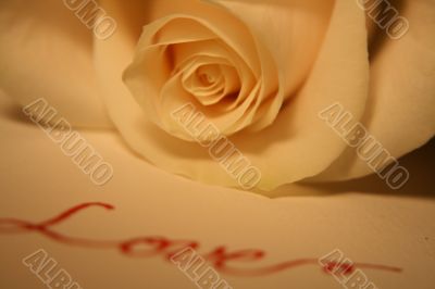 Valentine Rose
