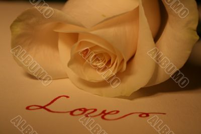 Valentine Rose Valentine Rose