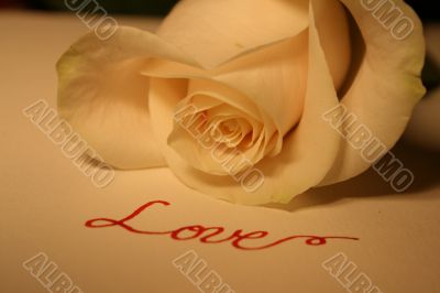 Valentine Rose Valentine Rose