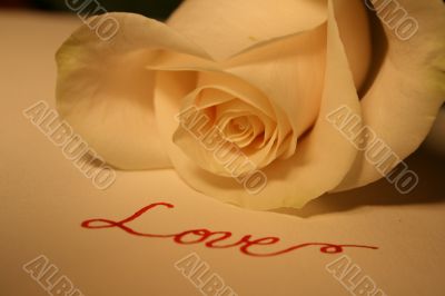 Valentine Rose Valentine Rose