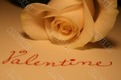 Valentine Rose Valentine Rose