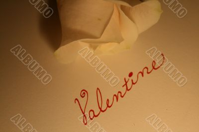 Valentine Rose Valentine Rose