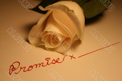 white rose white rose