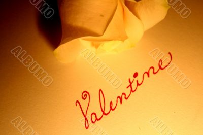 white rose white rose
