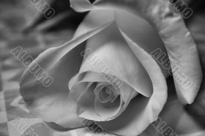 Valentine Rose