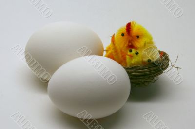 White eggs with the chick White eggs with the chick