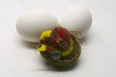 White eggs with the chick White eggs with the chick