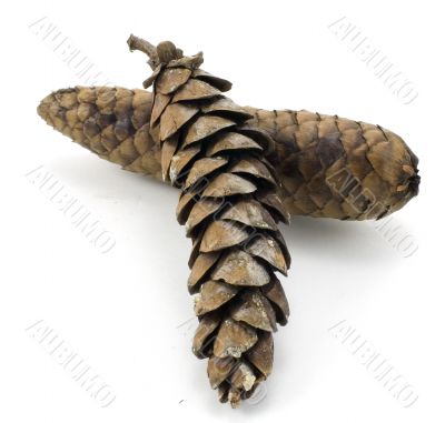 Pine Cones