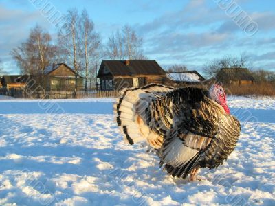 Turkey-cock in winter
