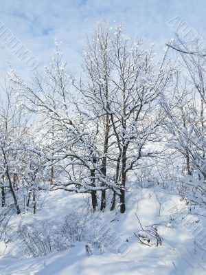 Snow-covered tree