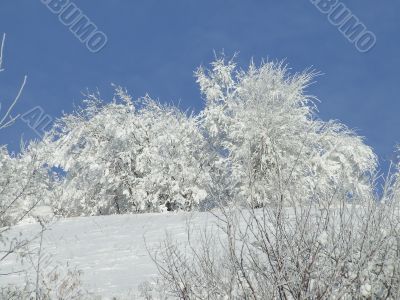 Snow-covered bushes