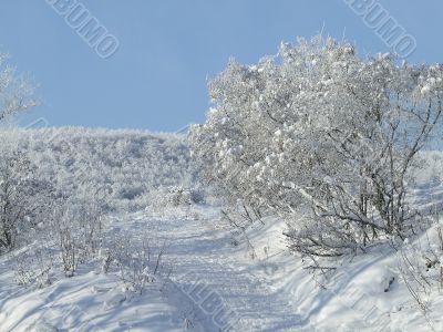 Snow-covered trees