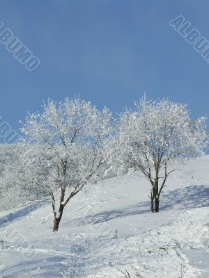 Snow-covered trees Snow-covered trees