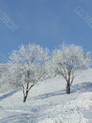 Snow-covered trees