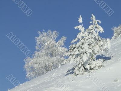 Snow-covered fir or pine