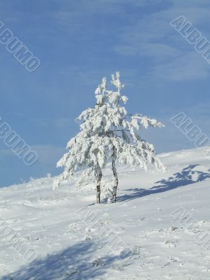 Snow-covered fir or pine