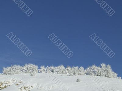 Snow-covered bushes