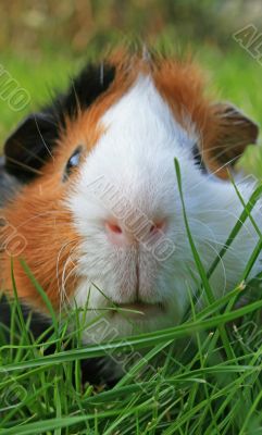 Guinea Pig Face