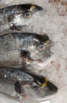 bream at fishmonger