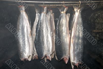 smoke room - smoking salmon