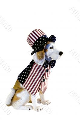 Patriotic Dog