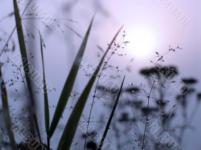 Drops of dew on a grass Drops of dew on a grass