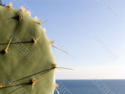 Cactus with needles Cactus with needles
