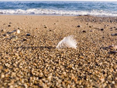 Feather of a bird in sea sand