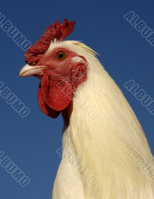 white rooster
