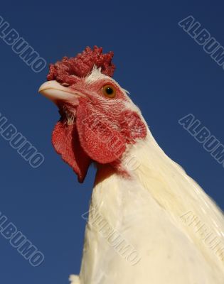 white chicken