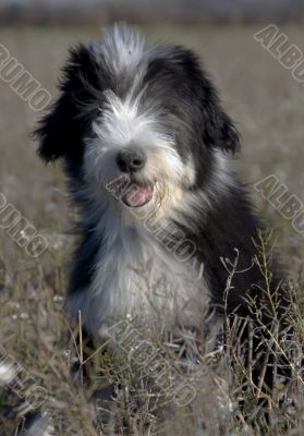 puppy bearded collie