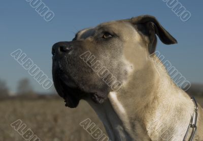 dogo canario
