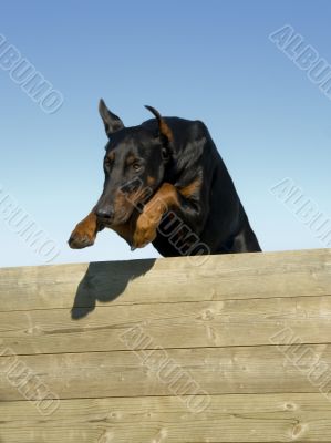 jumping doberman