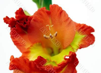 bloom bloom