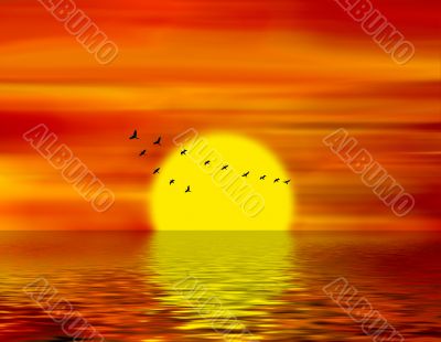 birds of passage birds of passage