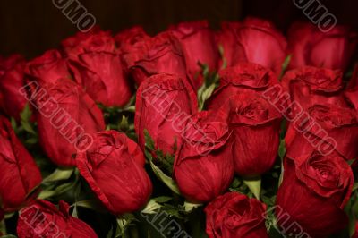 red roses