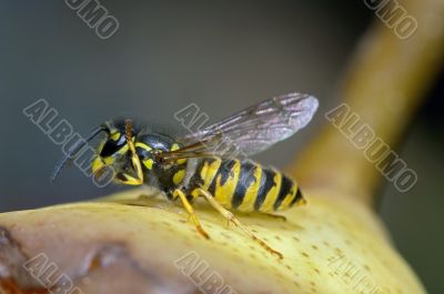 wasp - yellow jacket